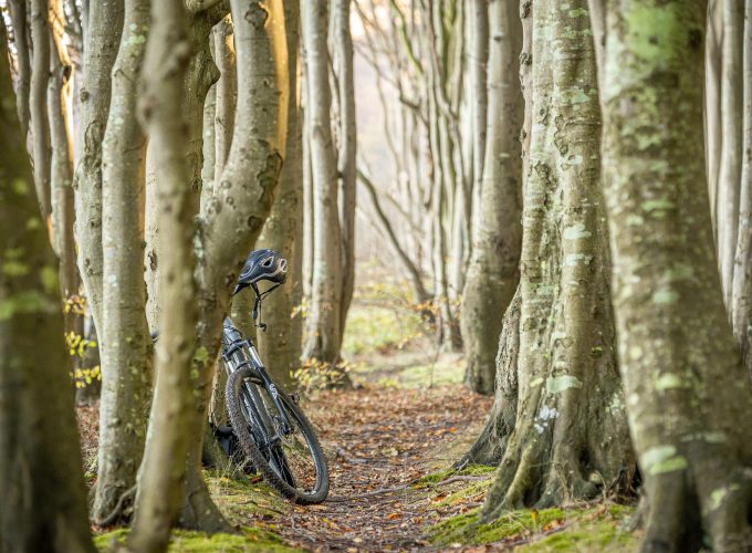 Bike Photo On The Forest