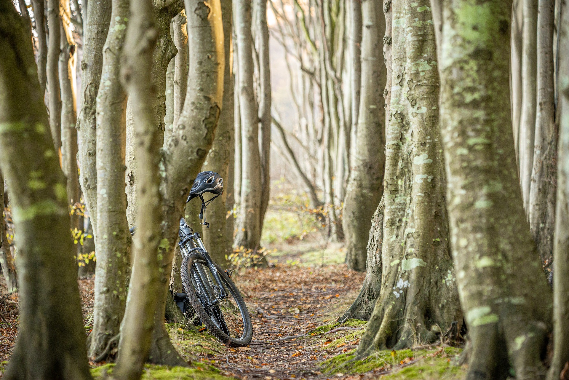 Bike Photo On The Forest