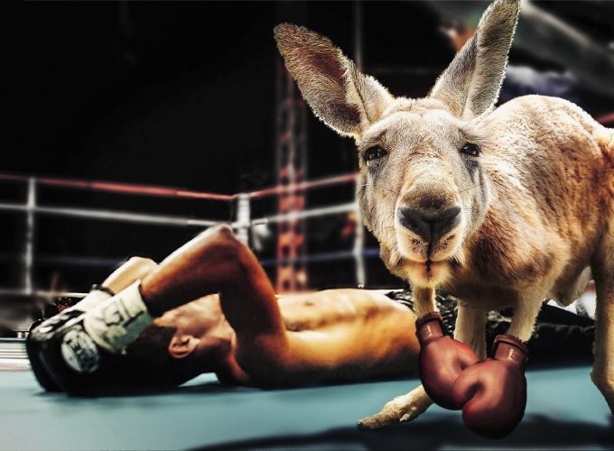 Boxer Kangaroo