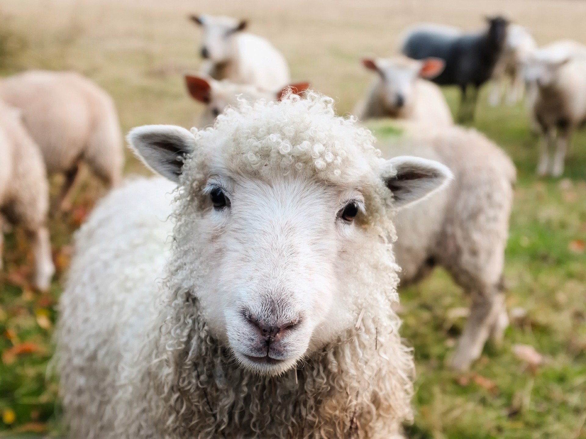Cute Ireland Sheep
