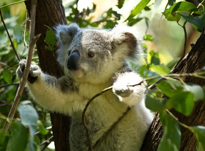 Cute Koalas
