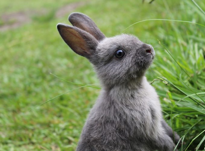 Cute Rabbit 2