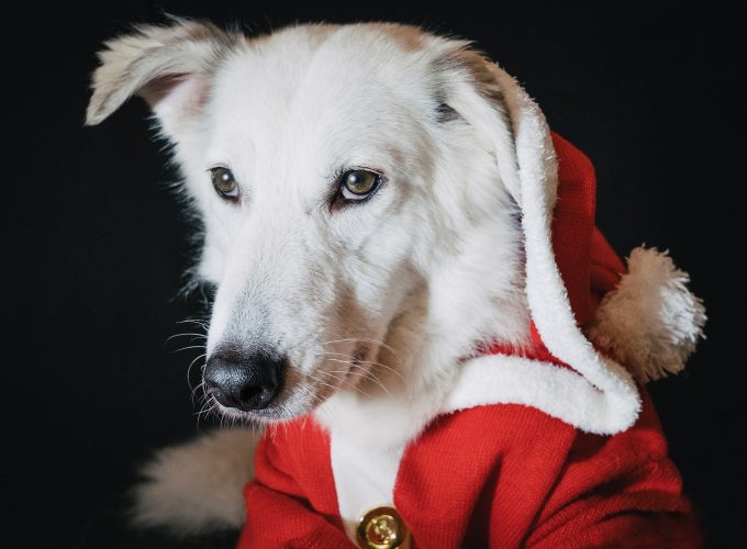 Dog And Christmas