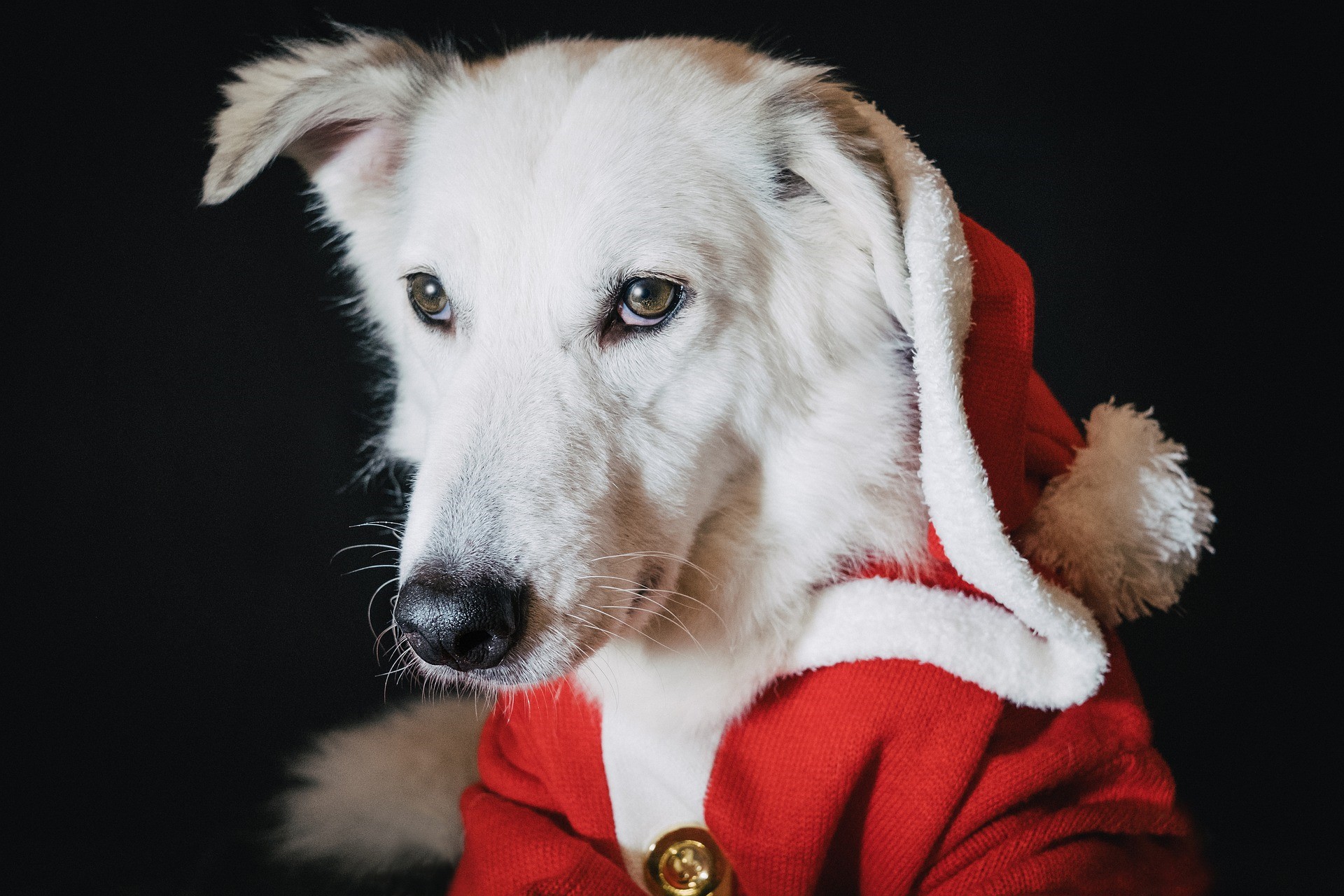 Dog And Christmas