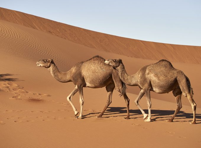 Dromedary Camels