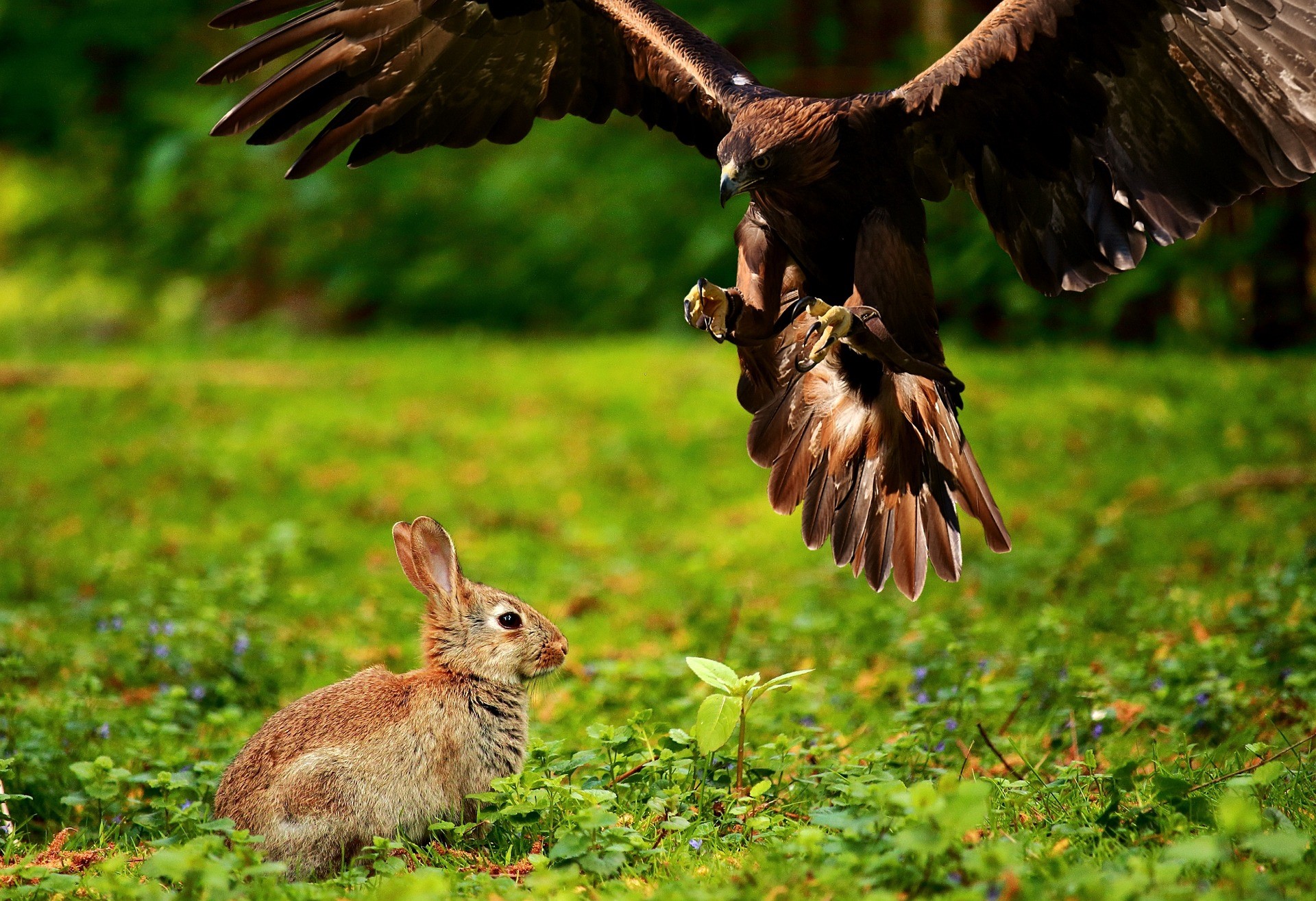 Eagle And Rabbit