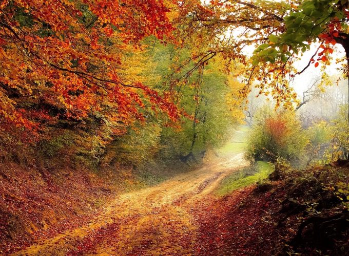Fallen Leaves And Forest Road