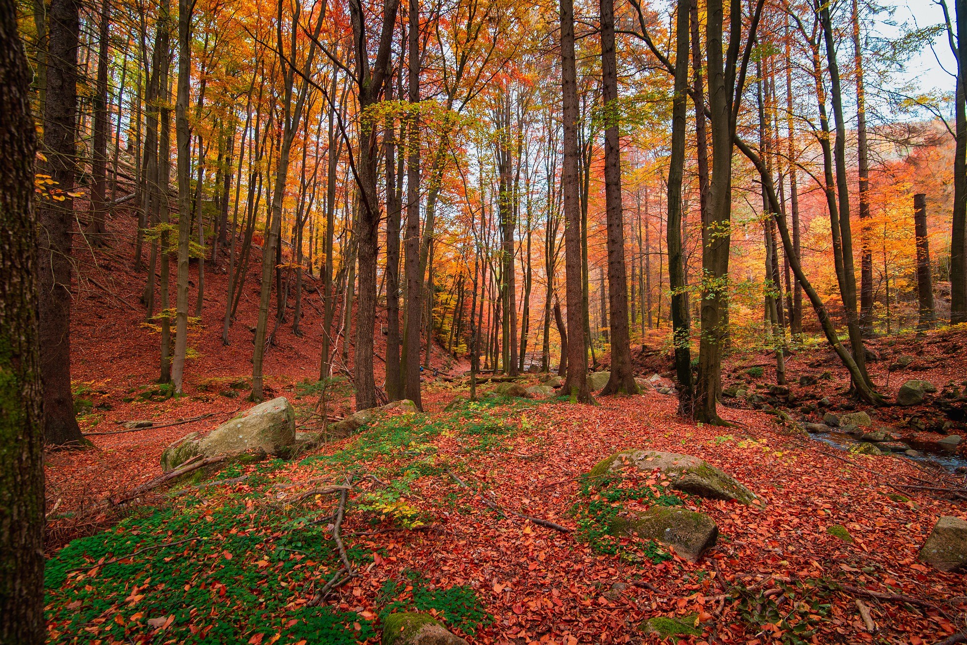 Fallen Leaves And Forest