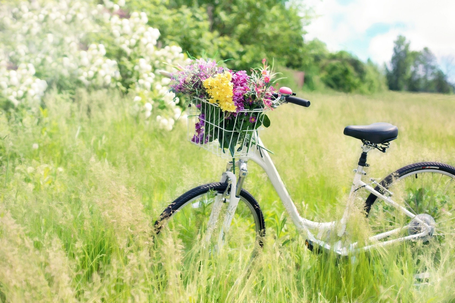 Flower On Bicycle