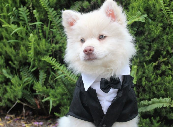 Formal Suit Dog