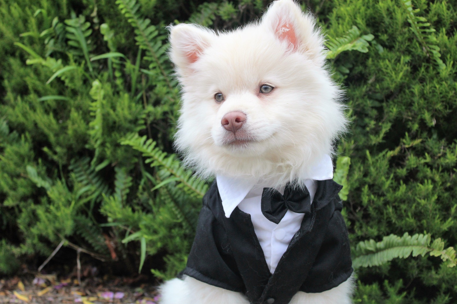 Formal Suit Dog