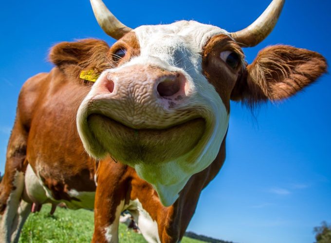 Funny And Cute Cow