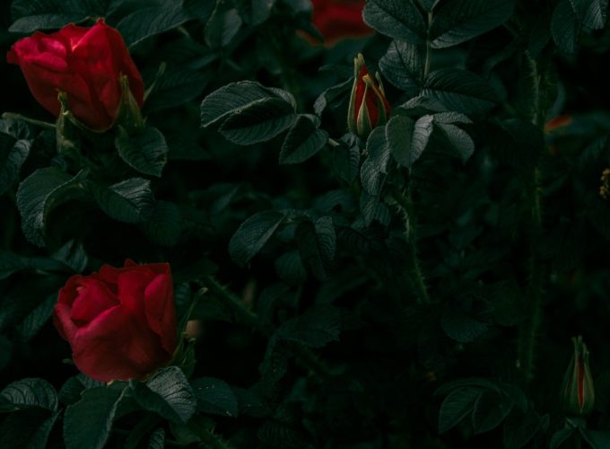 HD Wallpaper Roses