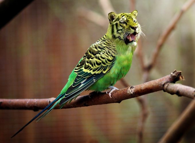 Its A Tiger Or Bird Funny