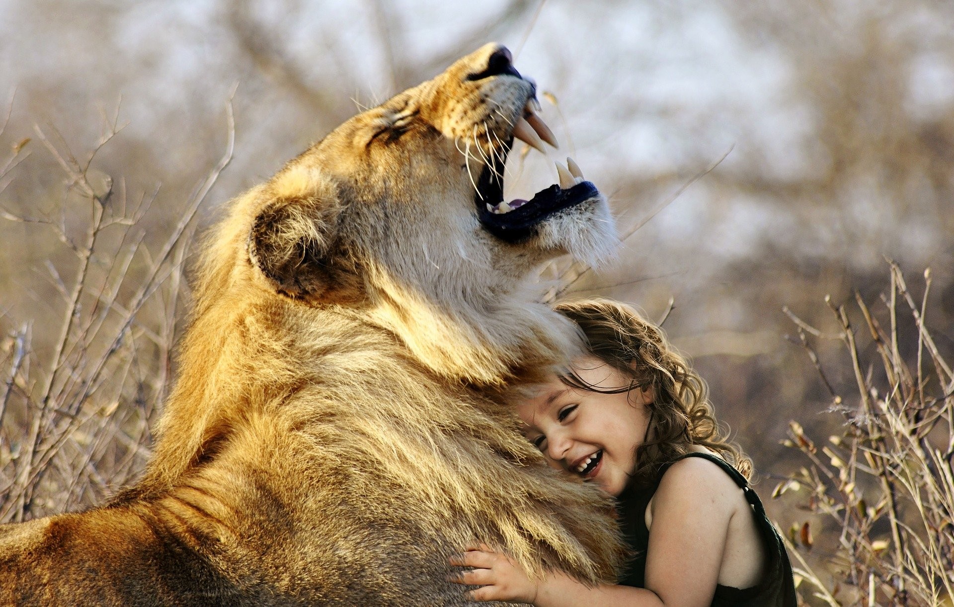 Lion And Cute Girl