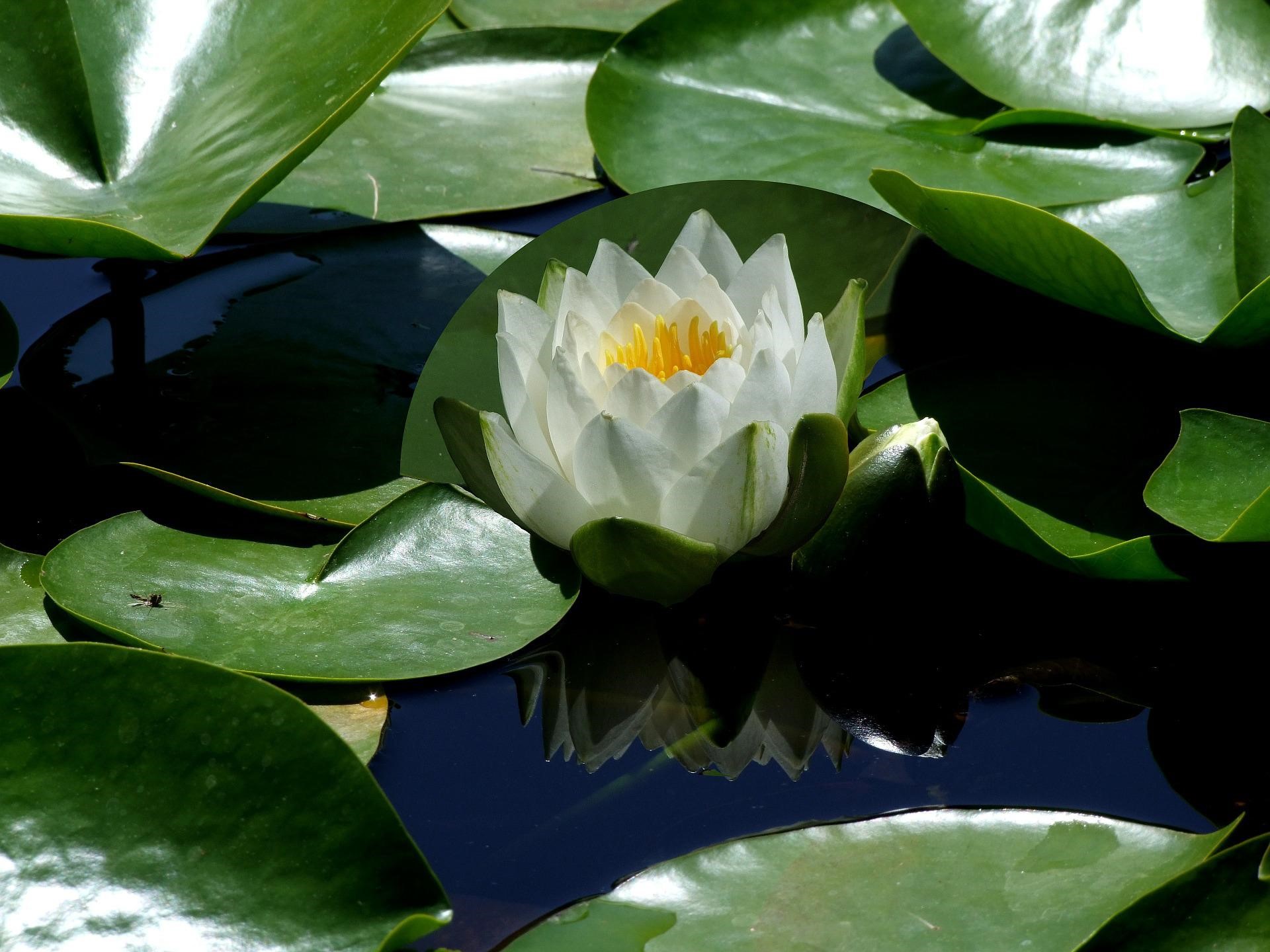 Lotus On The Lake