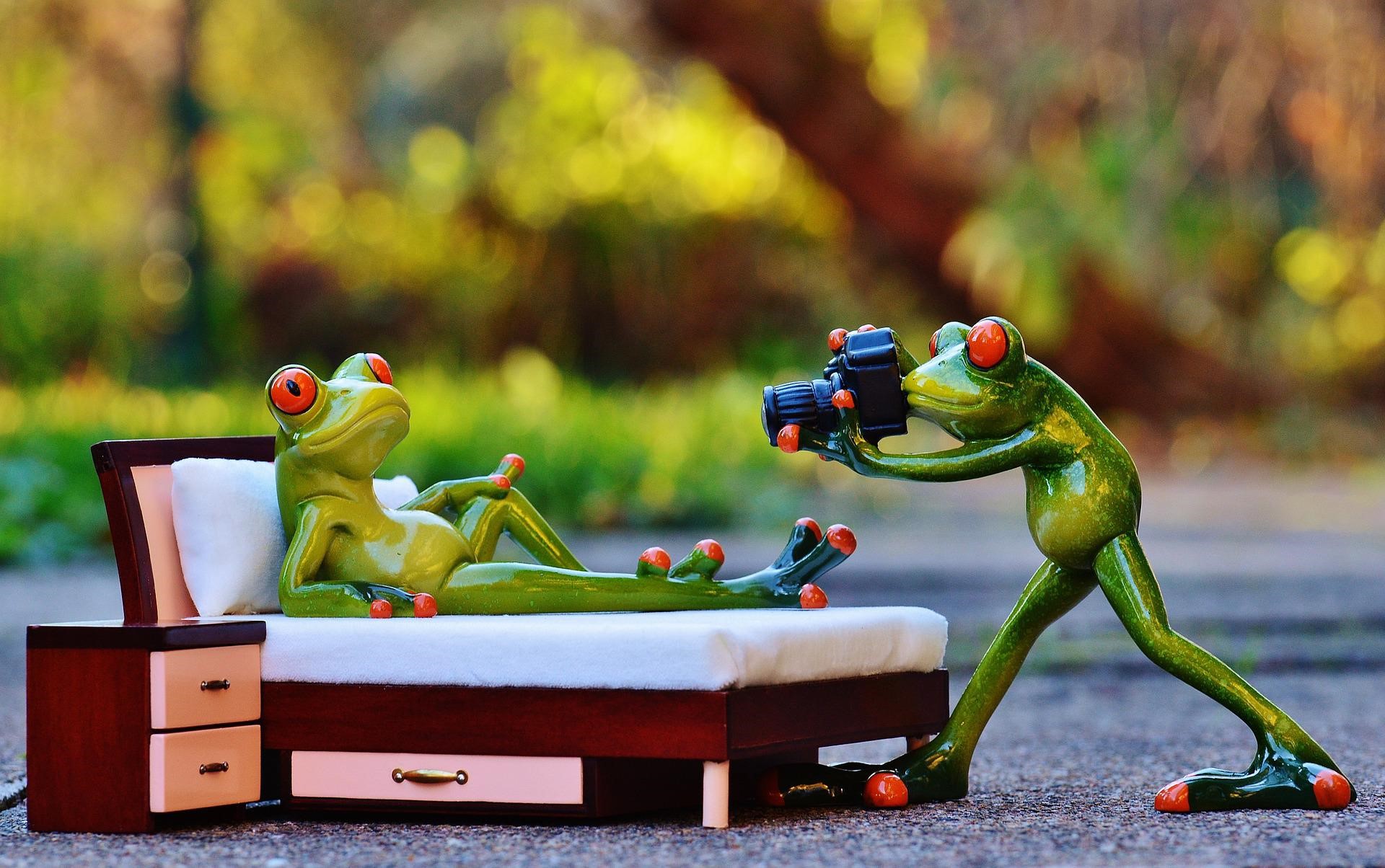 Photographer Frogs