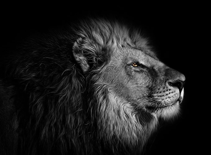 White And Black Lion