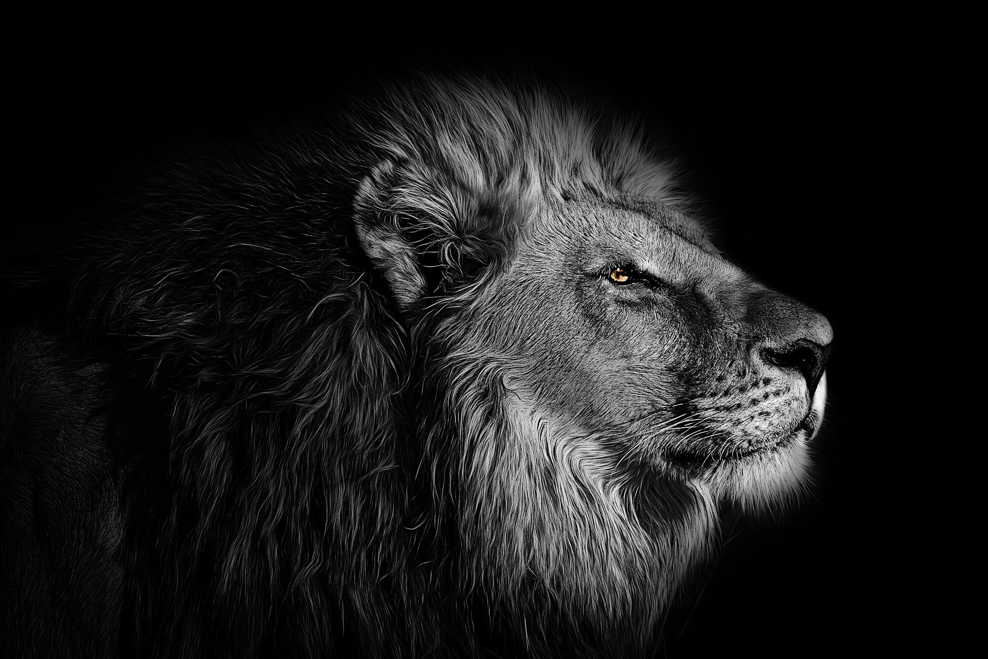 White And Black Lion